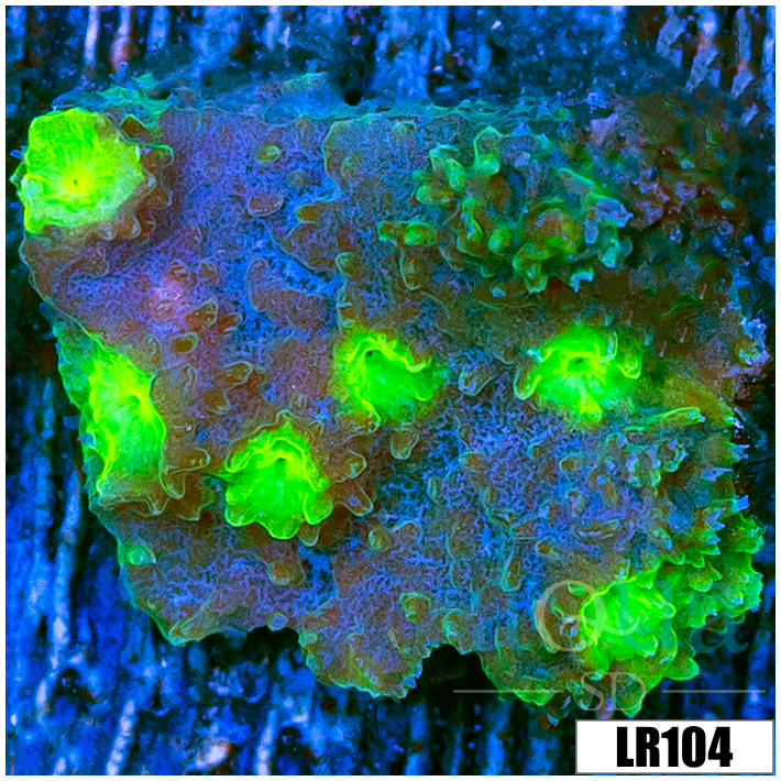 Cyphastrea meteor