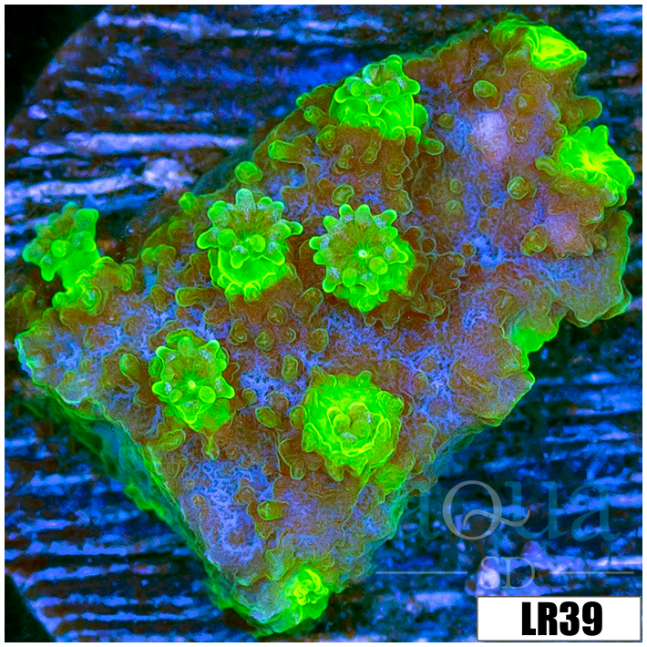 Cyphastrea meteor