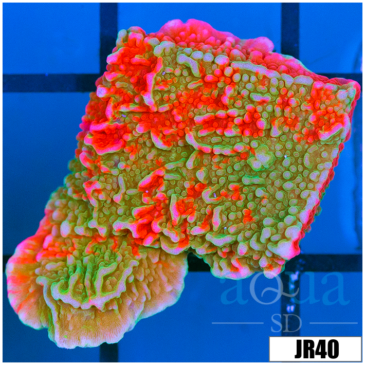 Montipora capricornis