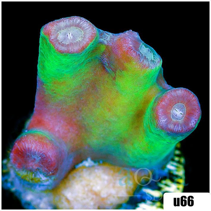 Turbinaria