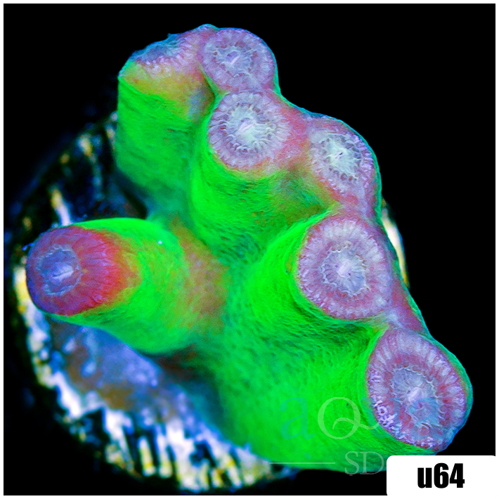 Turbinaria