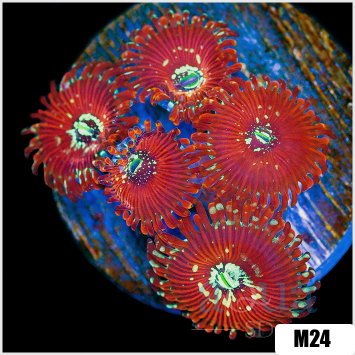 Zoanthus sociatus