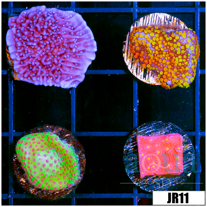 Montipora foliosa