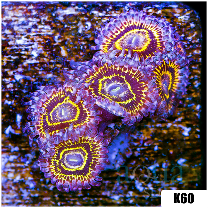 Zoanthus sociatus
