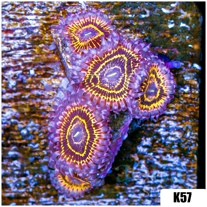 Zoanthus sociatus