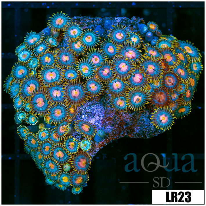 Zoanthus sociatus