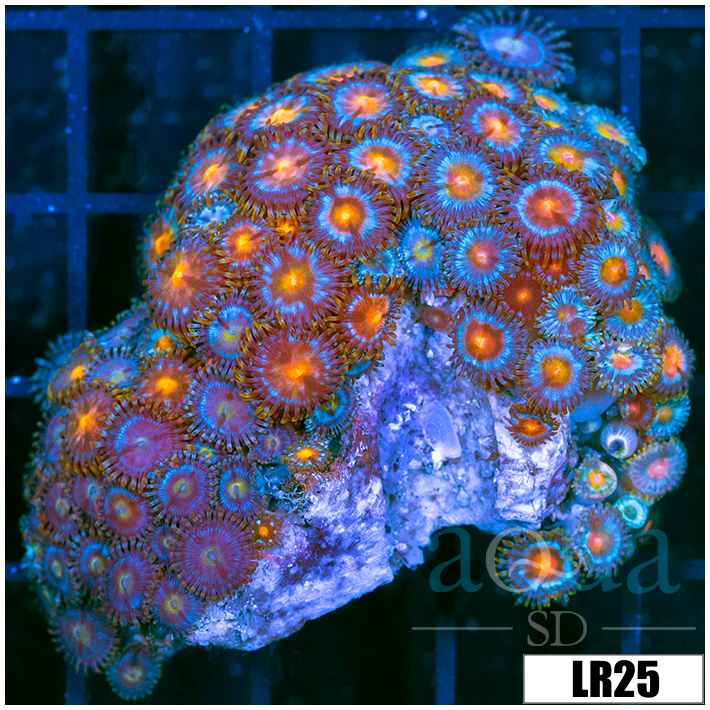 Zoanthus sociatus