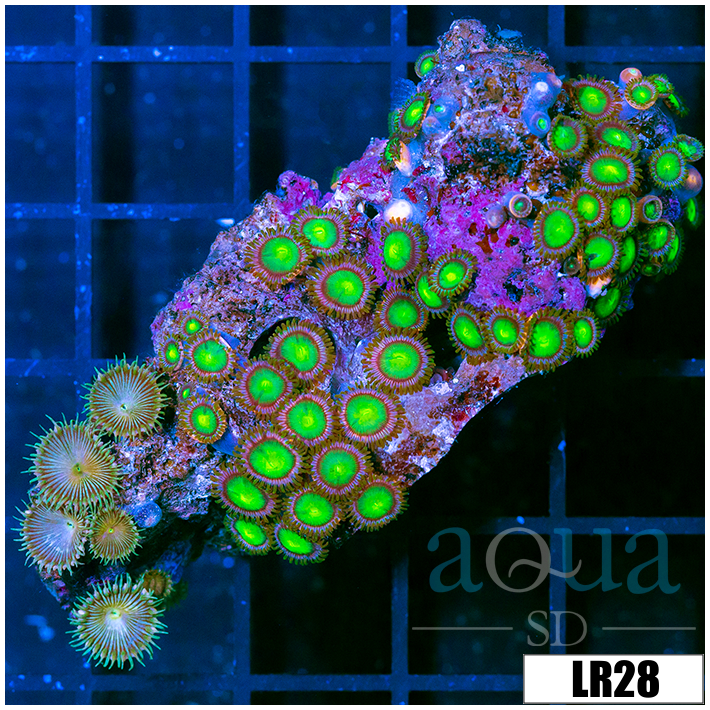 Zoanthus sociatus