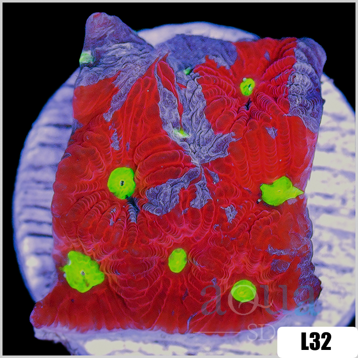 Favites pentagona