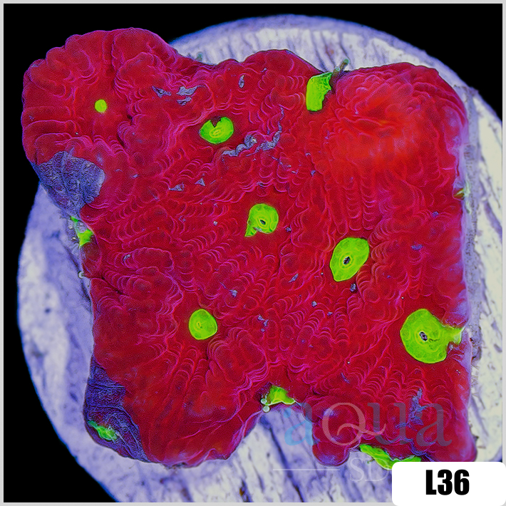 Favites pentagona