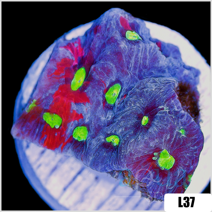 Favites pentagona