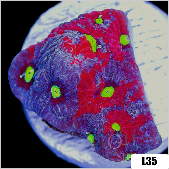 Favites pentagona