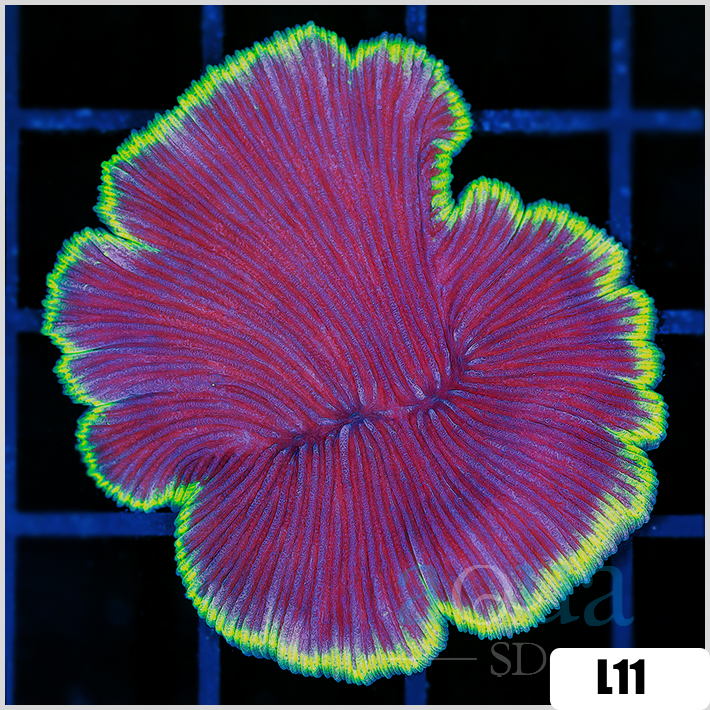 Fungia repanda