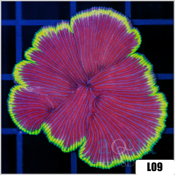 Fungia repanda