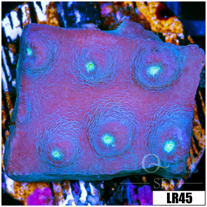 Cyphastrea meteor