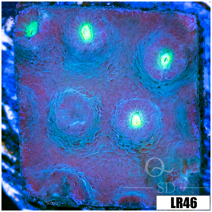 Cyphastrea meteor