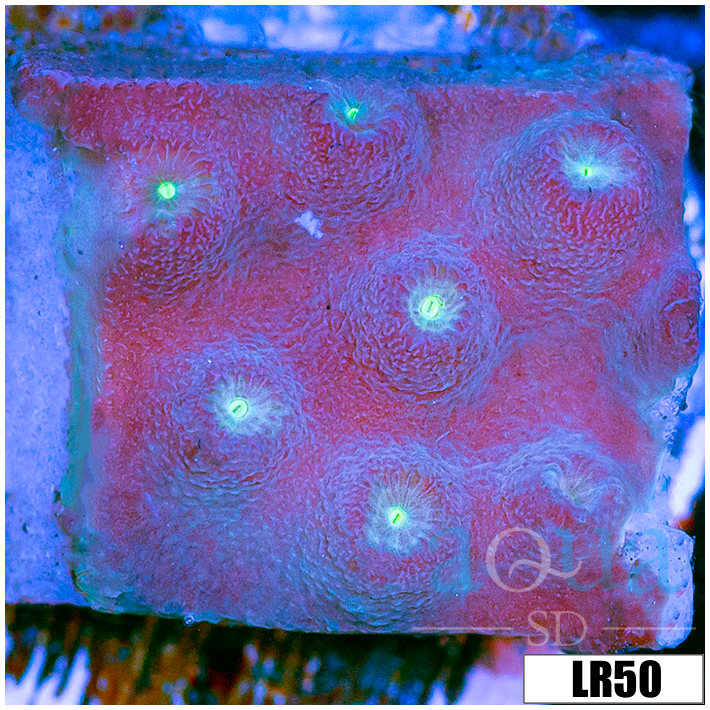 Cyphastrea meteor
