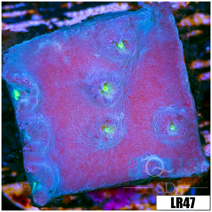 Cyphastrea meteor