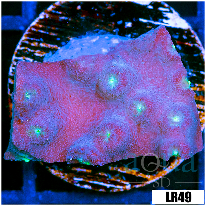 Cyphastrea meteor