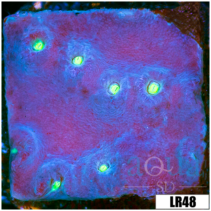 Cyphastrea meteor