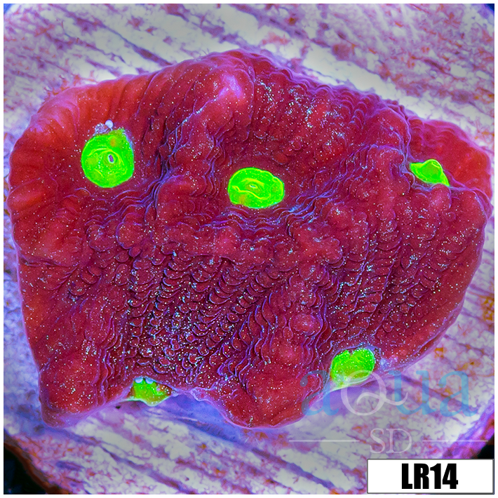 Favites pentagona