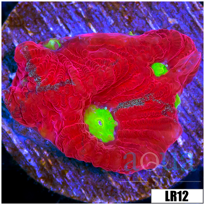 Favites pentagona