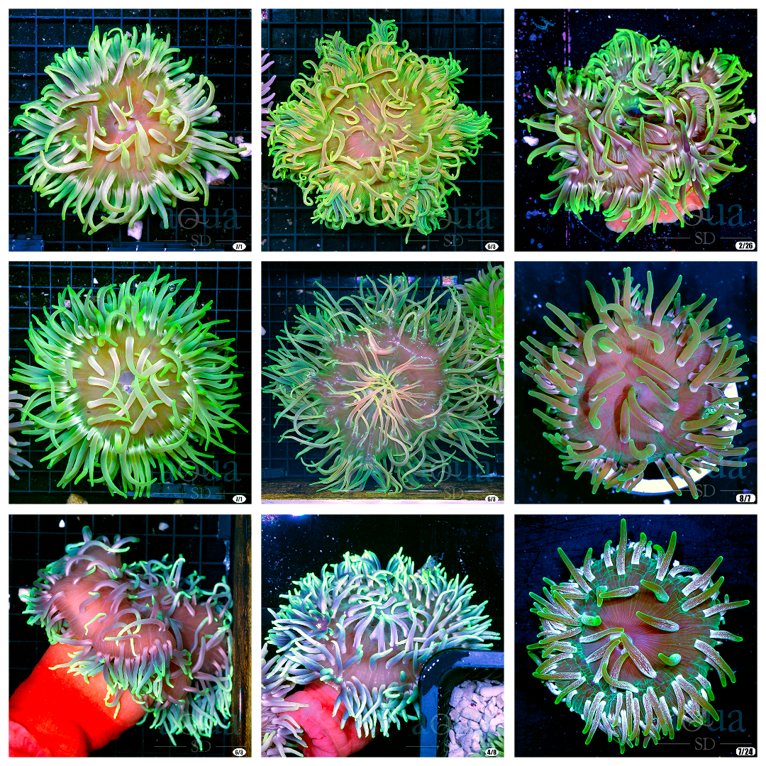 Radianthus doreensis