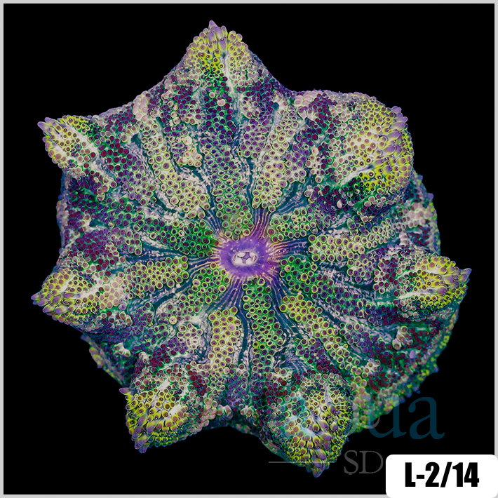 Stichodactyla haddoni