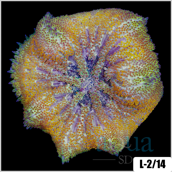 Stichodactyla haddoni