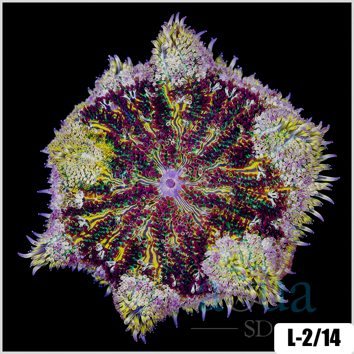 Stichodactyla haddoni