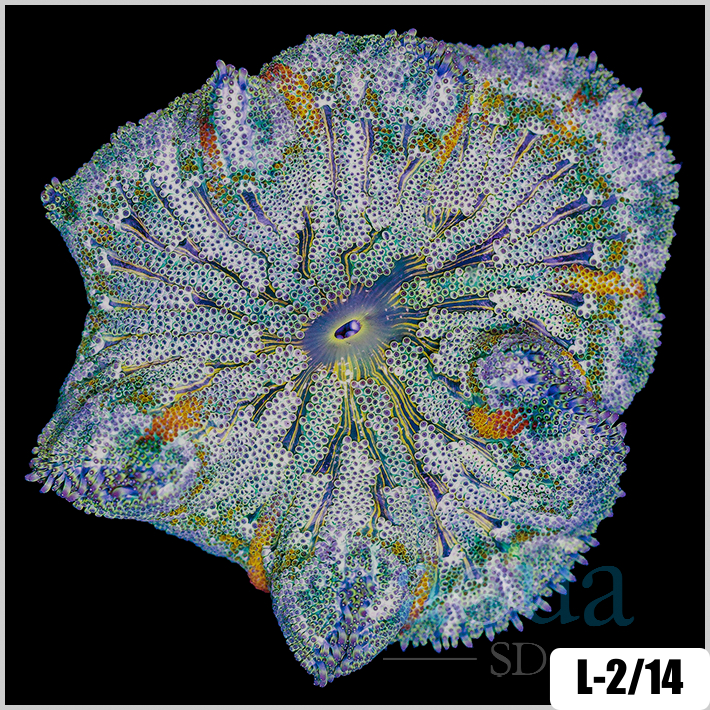 Stichodactyla haddoni