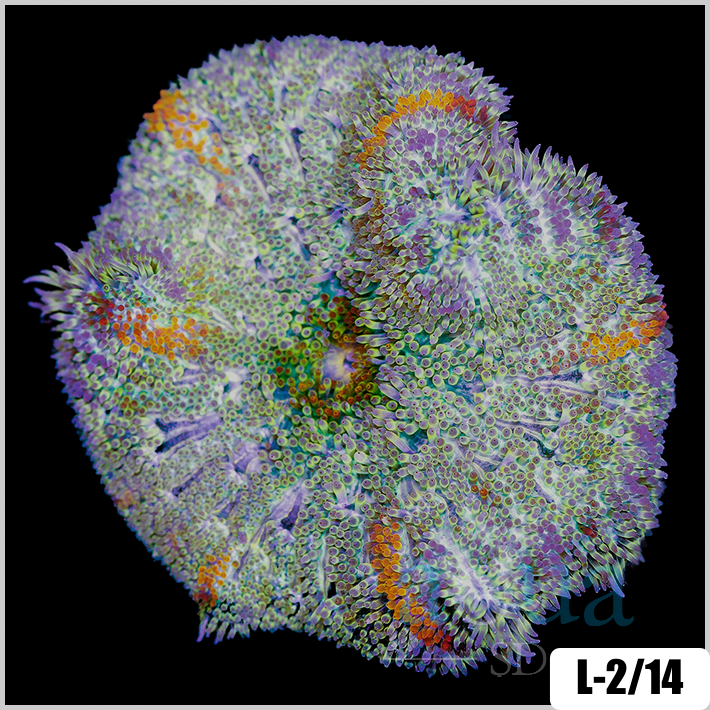 Stichodactyla haddoni