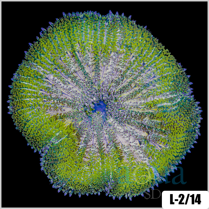 Stichodactyla haddoni