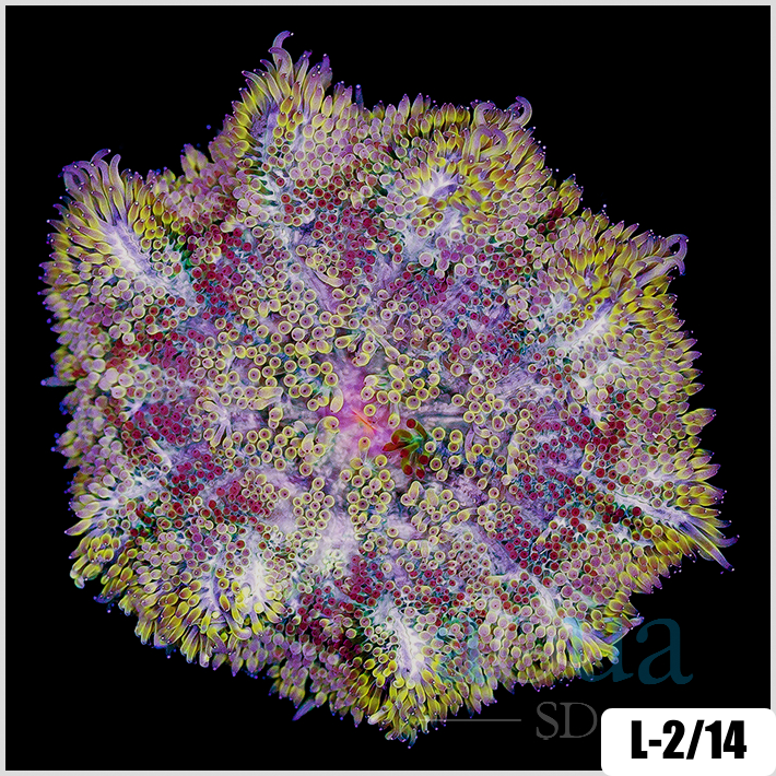 Stichodactyla haddoni