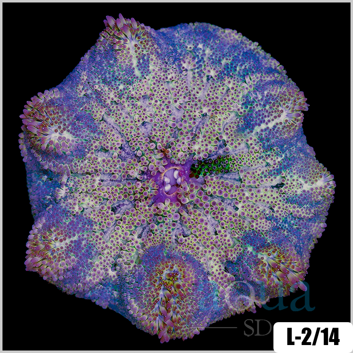 Stichodactyla haddoni