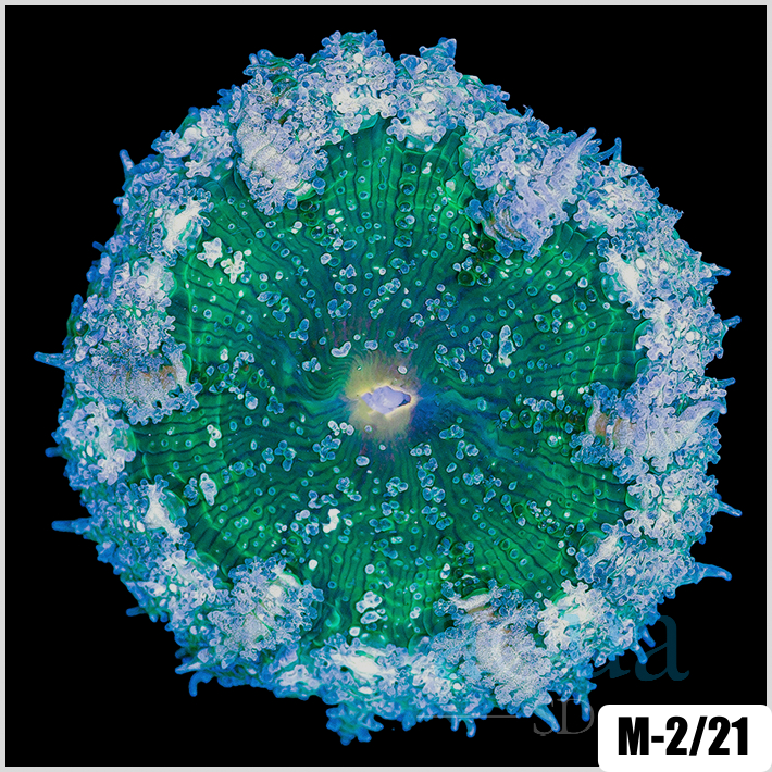 Phymanthus crucifer