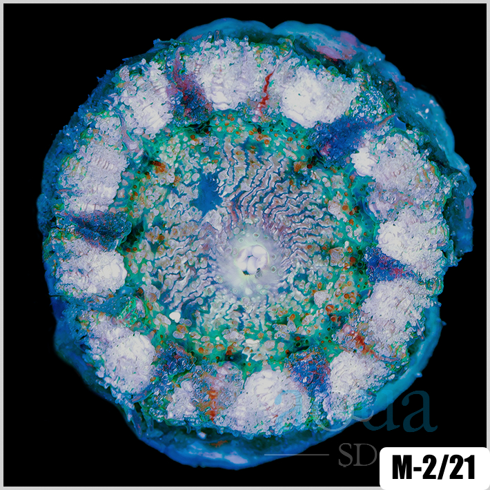 Phymanthus crucifer