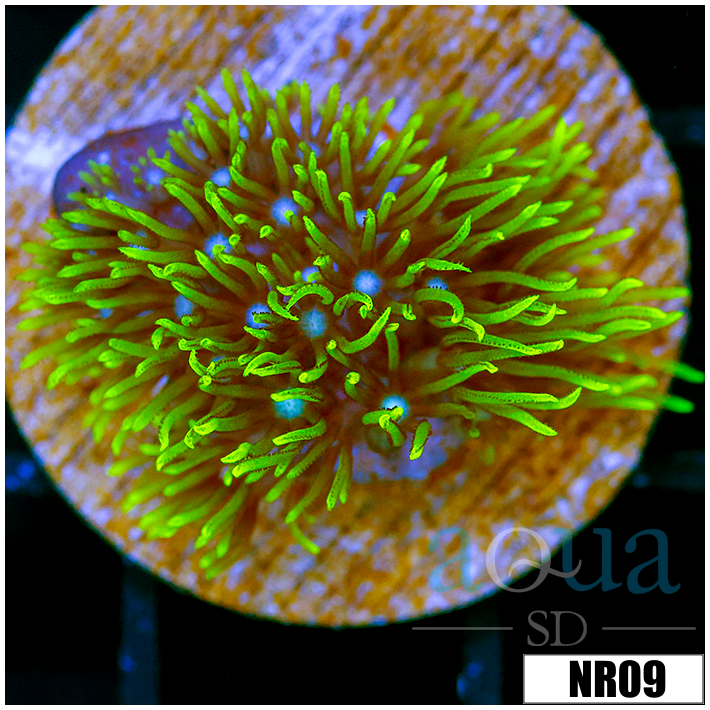 Pachyclavularia violacea