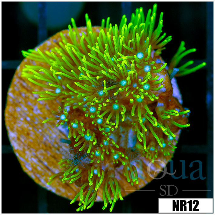 Pachyclavularia violacea