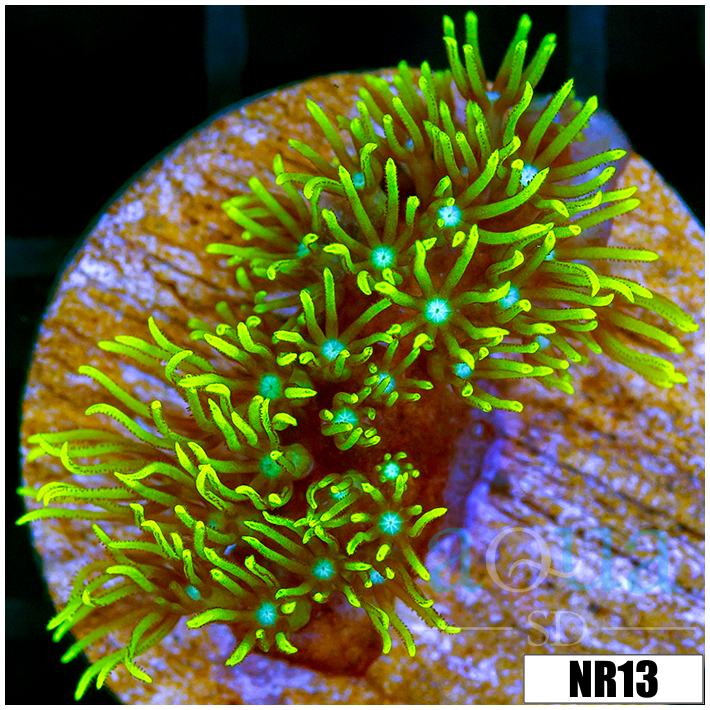 Pachyclavularia violacea
