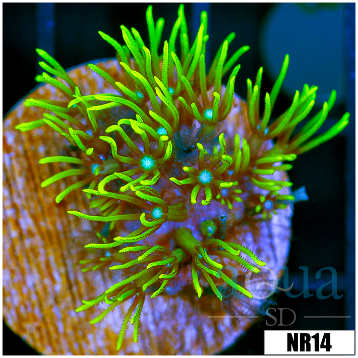 Pachyclavularia violacea