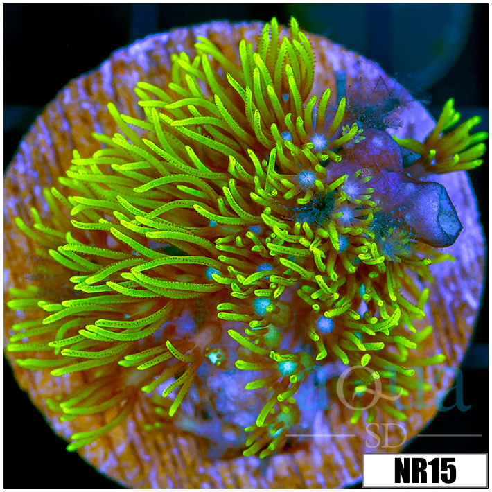 Pachyclavularia violacea