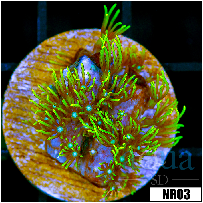 Pachyclavularia violacea