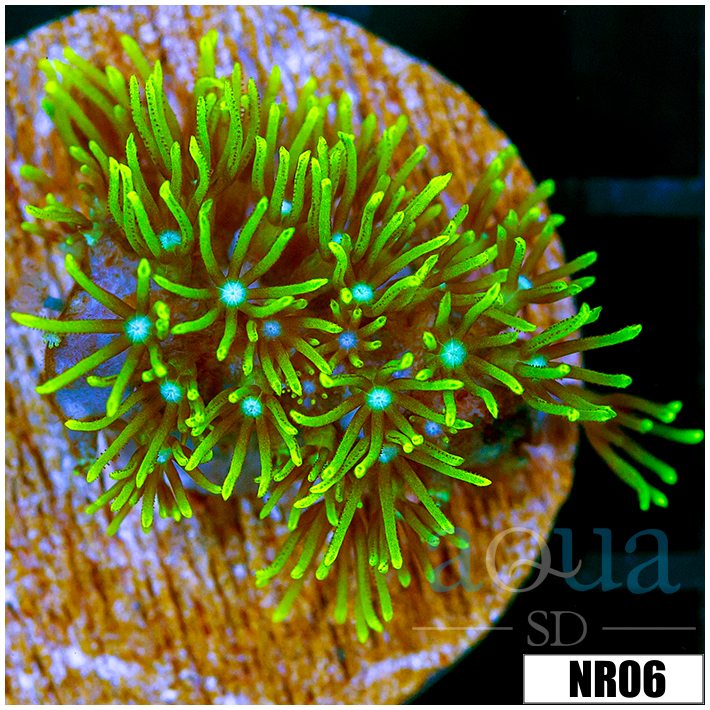 Pachyclavularia violacea