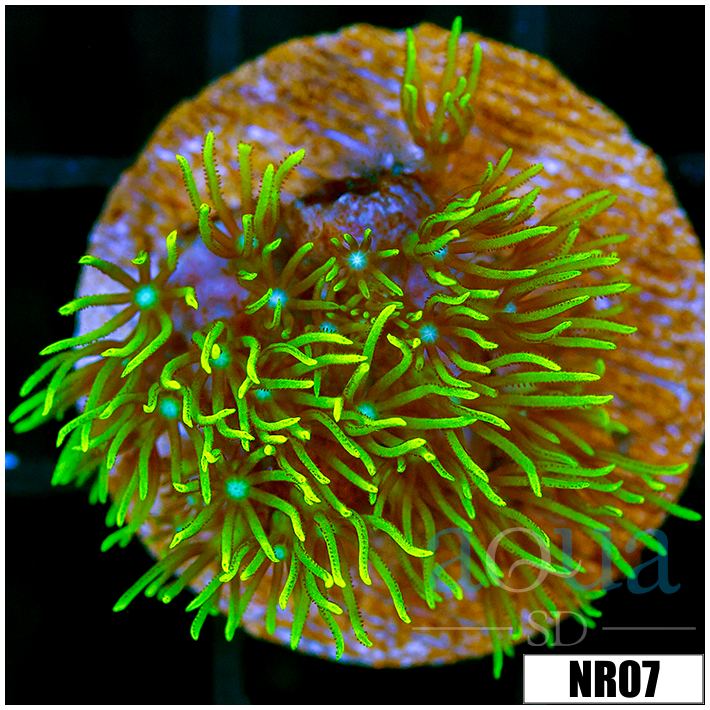 Pachyclavularia violacea