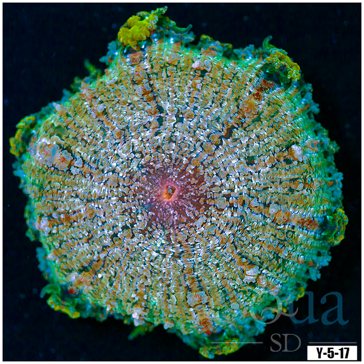 Phymanthus crucifer