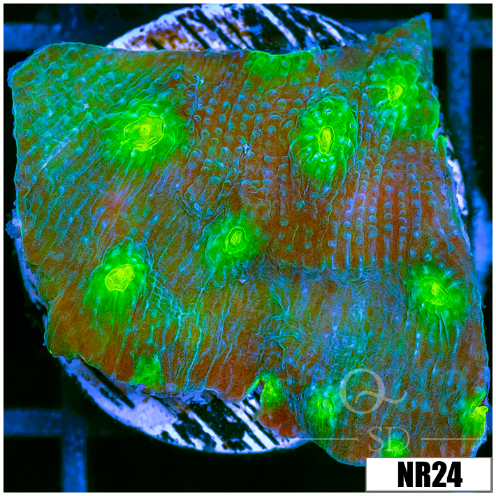 Echinopora lamellosa