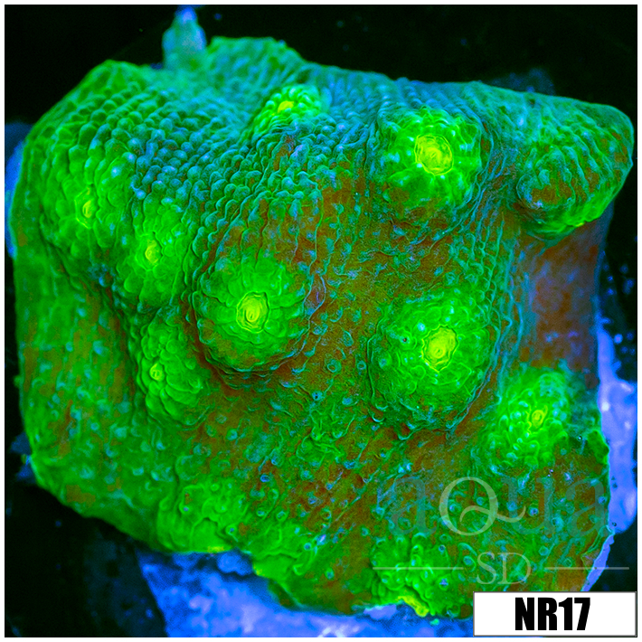 Echinopora lamellosa