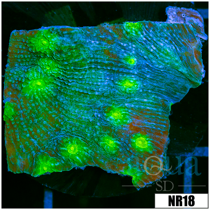 Echinopora lamellosa