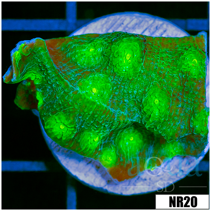 Echinopora lamellosa